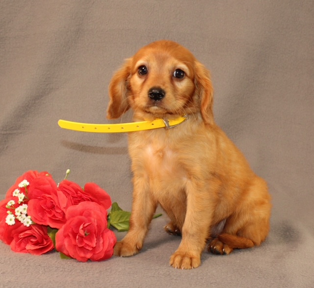 puppy, for, sale, Miniature Golden Retriever, Ivan J. Stoltzfus, dog, breeder, Dornsife, PA, dog-breeder, puppy-for-sale, forsale, nearby, find, puppyfind, locator, puppylocator, aca